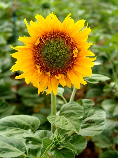 Sunflower field Stock Photo — Stock Photo, Image