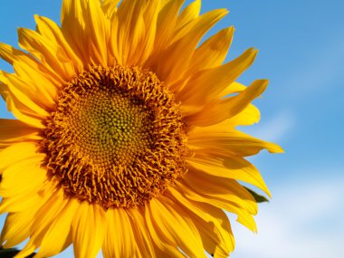 Ayçiçeği ayçiçekleri alanı hazır Fotoğraflar alan