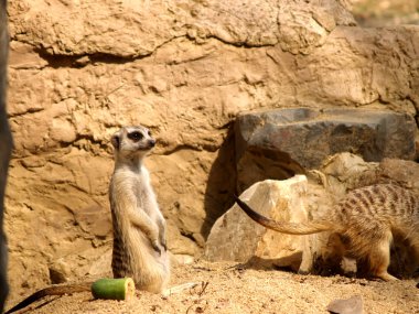 Hayvanat Bahçesi Hayvanları