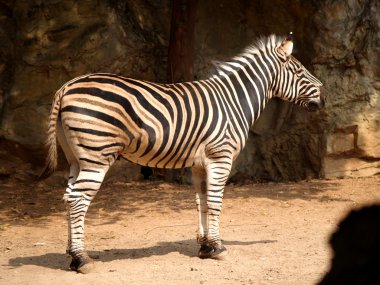 Hayvanat Bahçesi Hayvanları