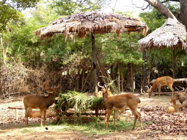 Hayvanat Bahçesi Hayvanları