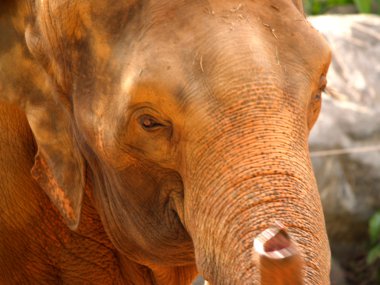 Hayvanat Bahçesi Hayvanları