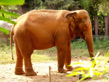 Hayvanat Bahçesi Hayvanları