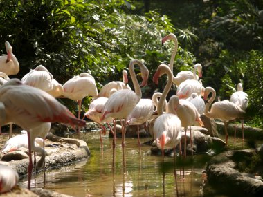 Hayvanat Bahçesi Hayvanları