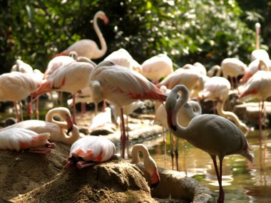 Hayvanat Bahçesi Hayvanları