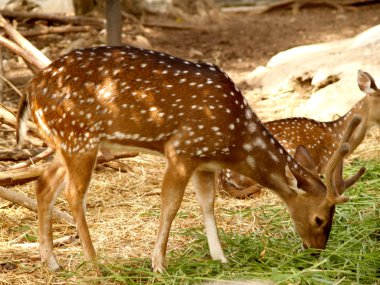 Hayvanat Bahçesi Hayvanları