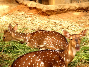 Hayvanat Bahçesi Hayvanları