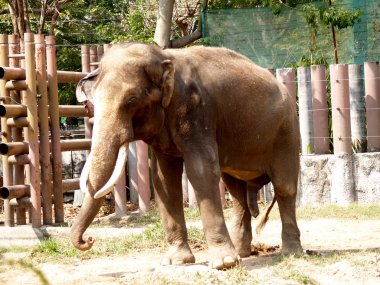 Hayvanat Bahçesi Hayvanları