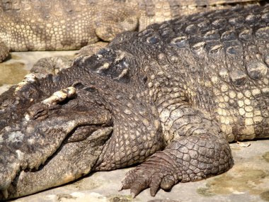 Hayvanat Bahçesi Hayvanları