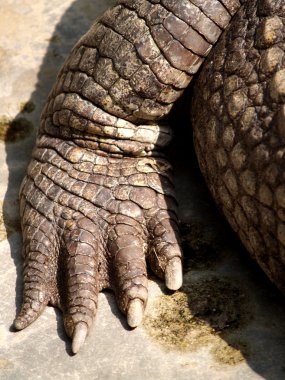 Hayvanat Bahçesi Hayvanları