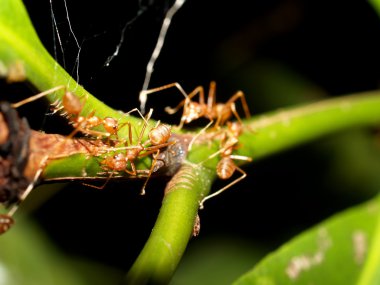 Kırmızı karıncalar.