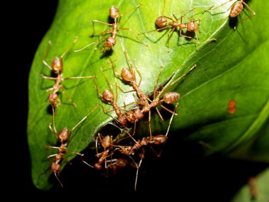 Kırmızı karıncalar.