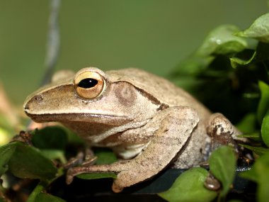 tree frog amphibian treefrog