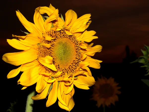 Zonnebloem achtergrond — Stockfoto