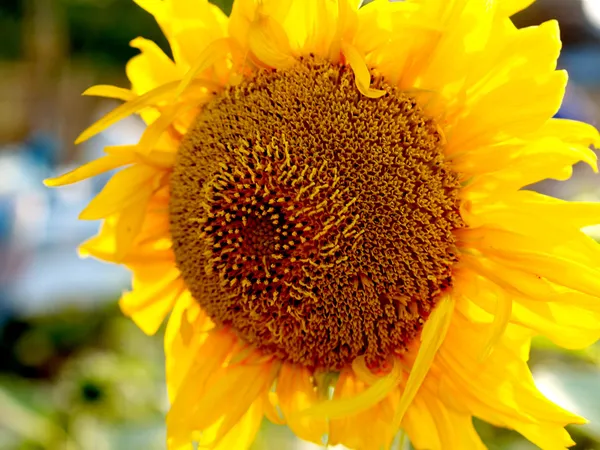 Fondo de girasol —  Fotos de Stock