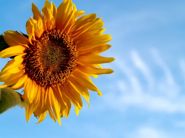 Tournesols champ Tournesols champ Photos de stock — Photo