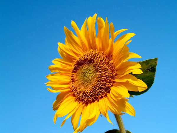 Tournesols champ Tournesols champ Photos de stock — Photo