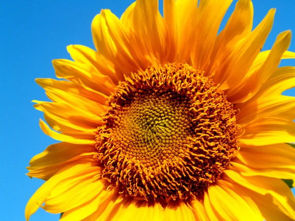 Sunflowers field Sunflowers Field Stock Photos — Stock Photo, Image