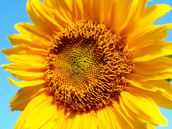 Slunečnice pole slunečnic pole fotografie — Stock fotografie