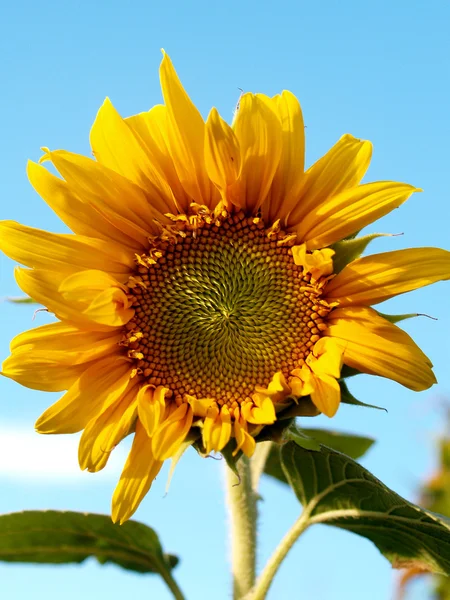 Slunečnice pole slunečnic pole fotografie — Stock fotografie