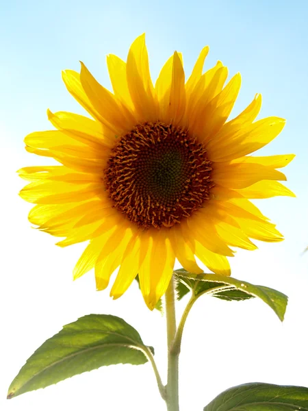 Zonnebloemen veld zonnebloemen veld stock photos — Stockfoto