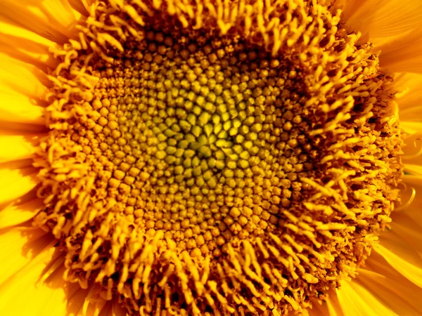 Sunflowers field Sunflowers Field Stock Photos — Stock Photo, Image