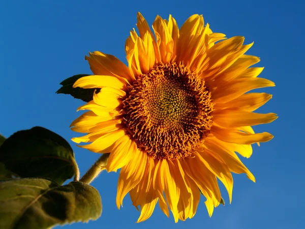 Zonnebloemen veld zonnebloemen veld stock photos — Stockfoto