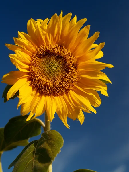 Tournesols champ Tournesols champ Photos de stock — Photo