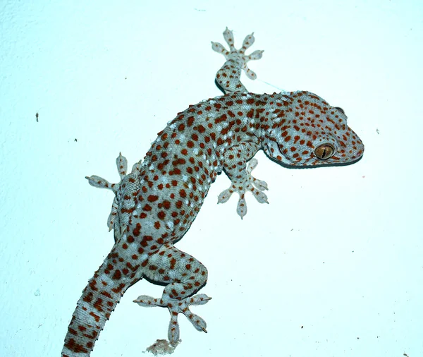 Gros plan gecko — Photo
