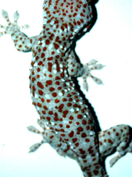 Detailní záběr gecko — Stock fotografie