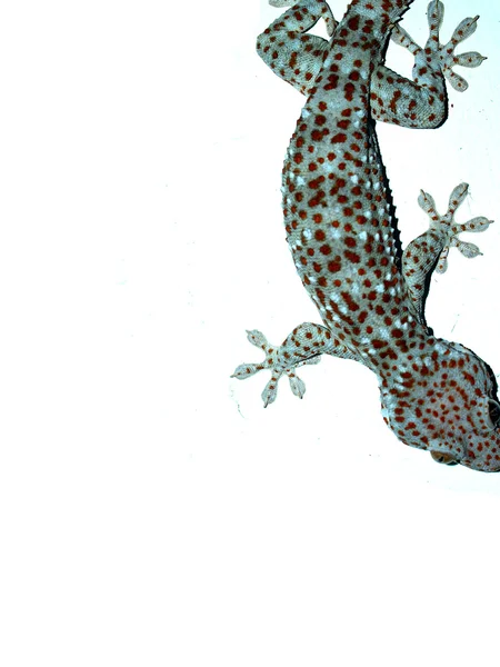 Gros plan gecko sur fond blanc . — Photo