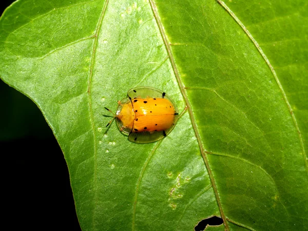 Insecto insecto — Foto de Stock