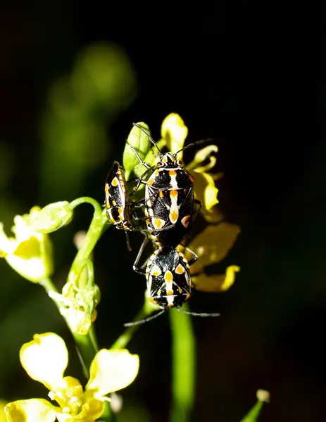 Bug insect — Stock Photo, Image