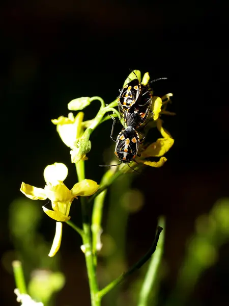 Bug insect — Stock Photo, Image