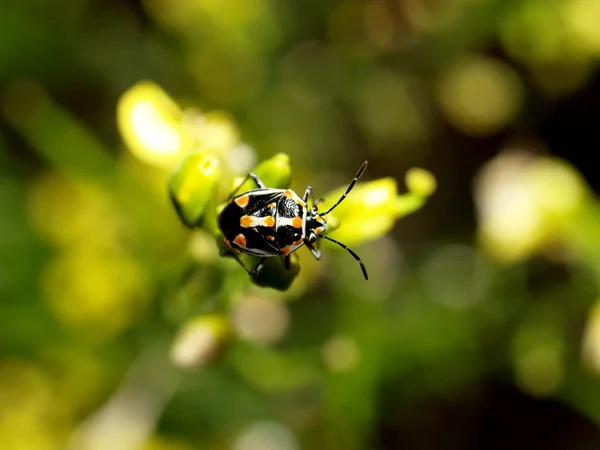 Bug insect — Stock Photo, Image