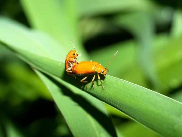 Bug insect — Stock Photo, Image