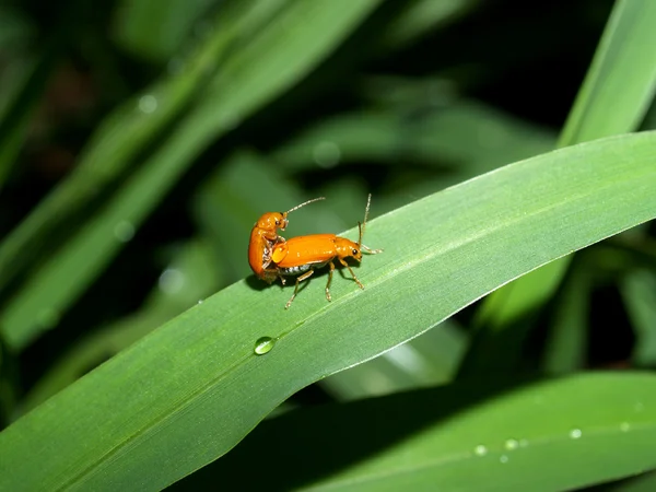 Inseto inseto — Fotografia de Stock