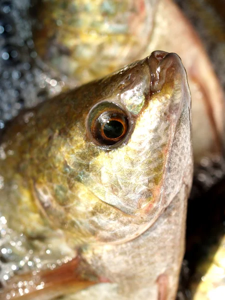 Frische Fische — Stockfoto