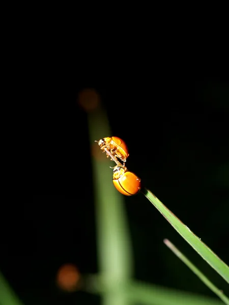 Owady owady — Zdjęcie stockowe