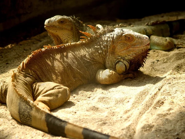 Zoologiske dyr - Stock-foto