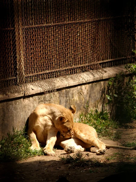 Zoo animals — Stock Photo, Image