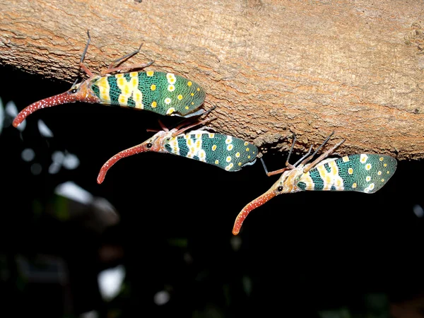 Insecto insecto — Foto de Stock