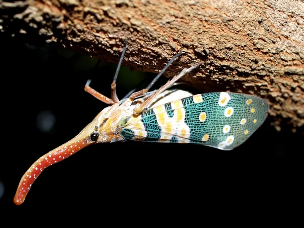 Insecto insecto — Foto de Stock