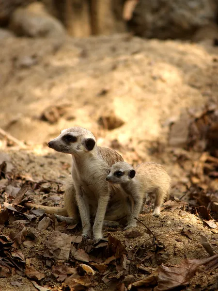 Animaux du zoo — Photo