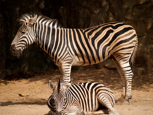 Animales del Zoo —  Fotos de Stock