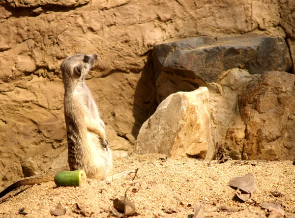 Animaux du zoo — Photo