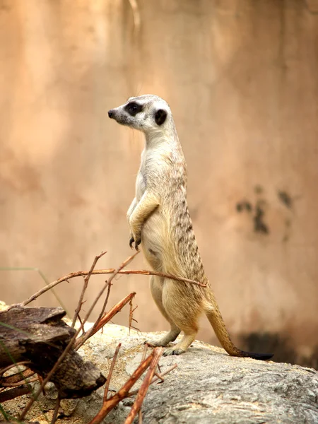 Zootiere — Stockfoto