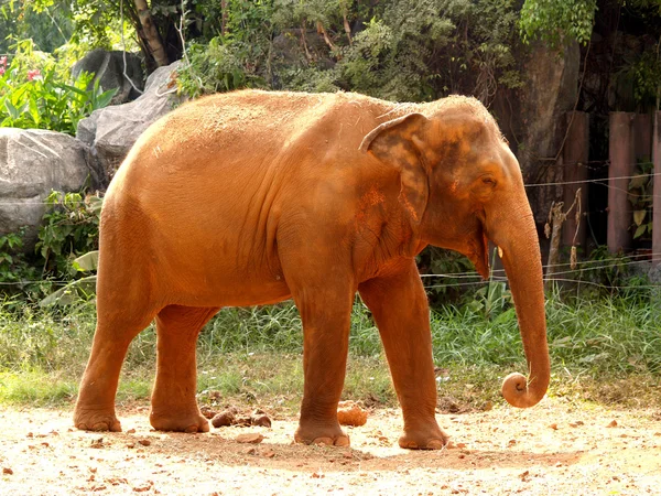 Zoológico Animais — Fotografia de Stock