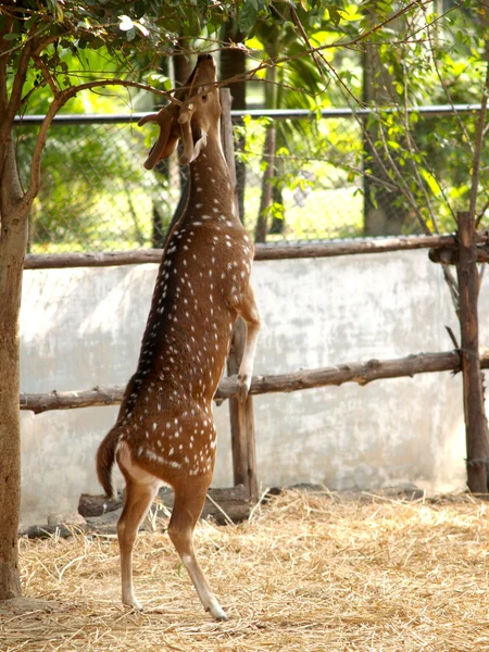 Zoo animals — Stock Photo, Image