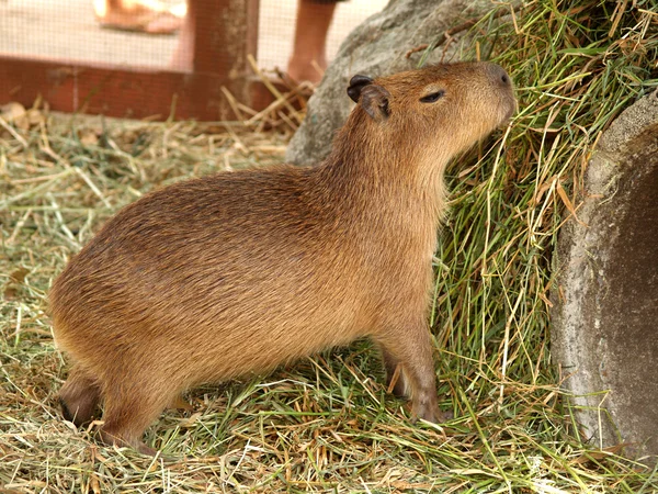 Animali dello zoo — Foto Stock